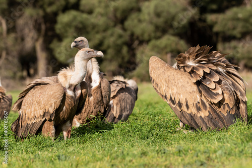 griffon vulture perched gyps fulvus