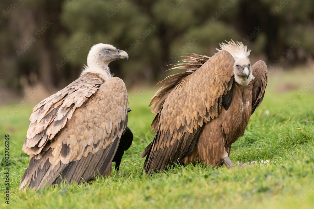 griffon vulture perched gyps fulvus griffon vulture perched gyps fulvus