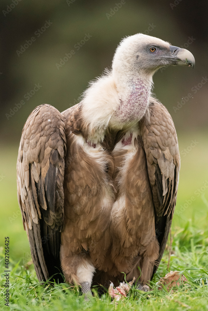Fototapeta premium griffon vulture perched gyps fulvus