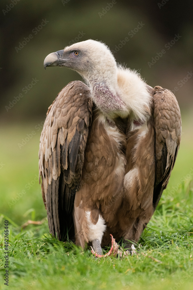 griffon vulture perched gyps fulvus griffon vulture perched gyps fulvus