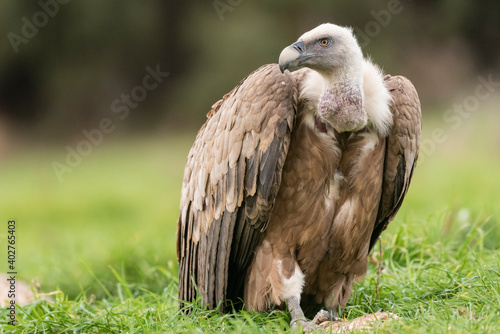 griffon vulture perched gyps fulvus