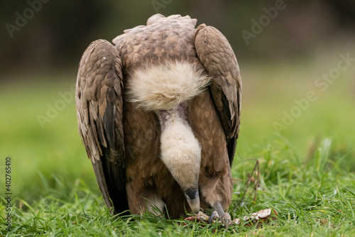 griffon vulture eating carrion