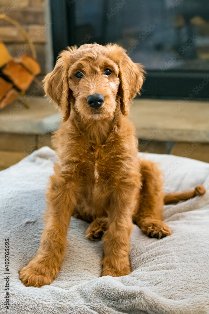 Red Goldendoodle Puppy Red Goldendoodle Puppy