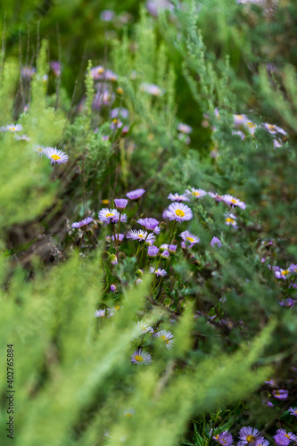 Aster amellus flowering in a field in Rocky Mountain National Park