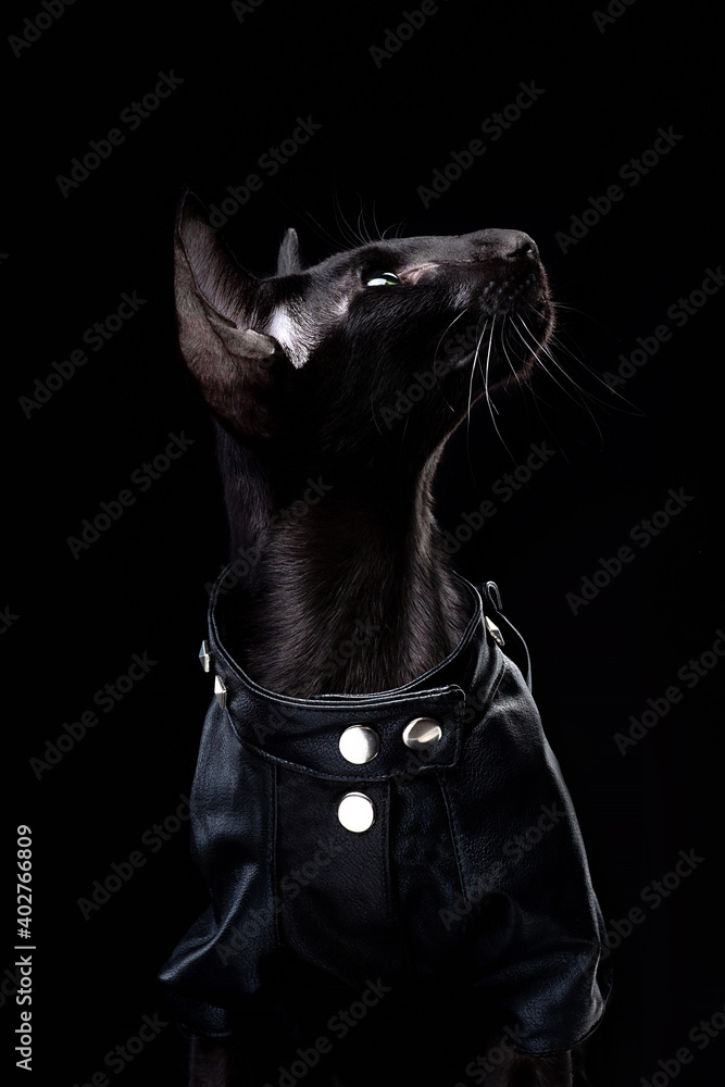 Black oriental cat in leather jacket looks up isolated over black