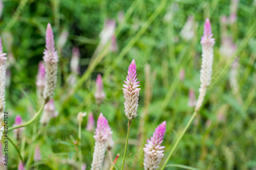 Close-up of Celosia argentea flower blossoming in the vegetable field.