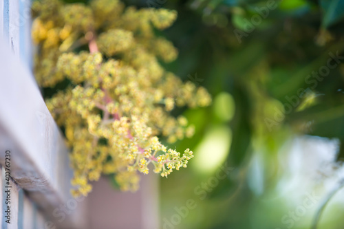 The mango bouquet or mango flower is blooming full on the mango trees in the garden photo