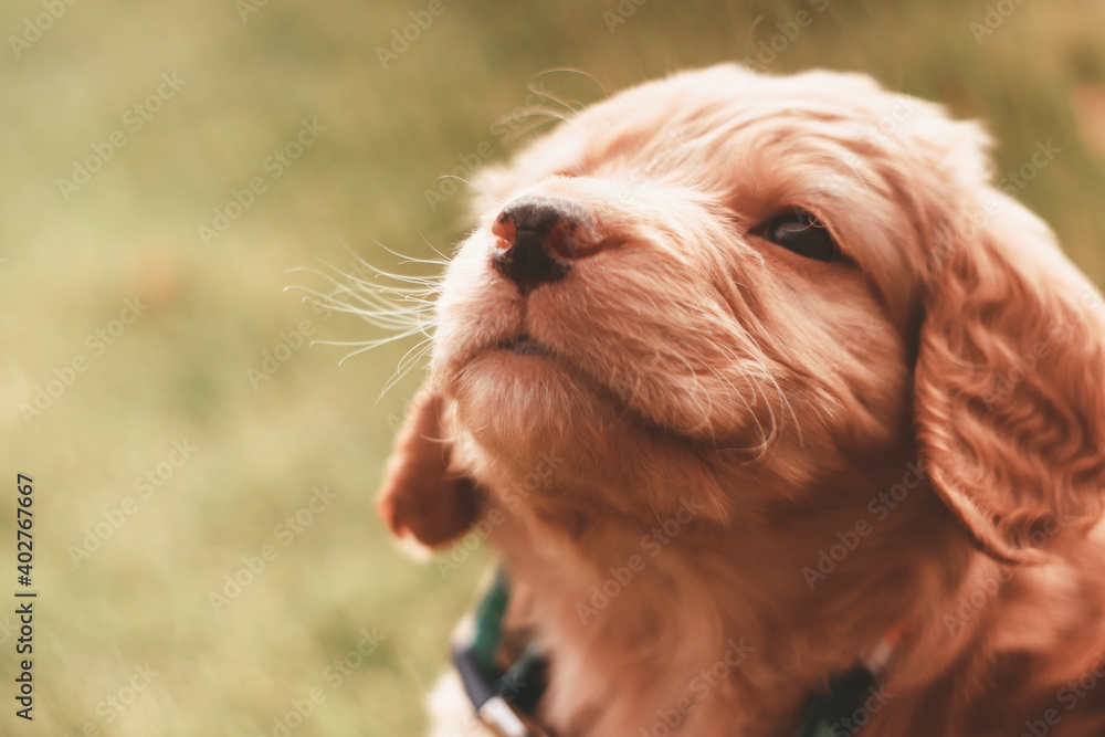 Golden Retriever Puppy in the Grass