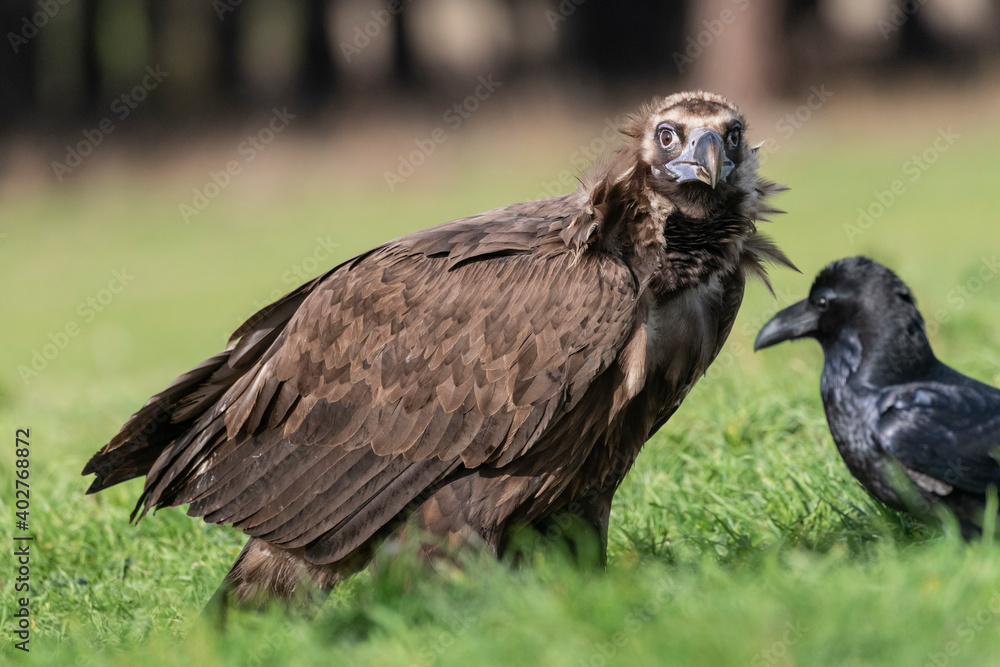 Fototapeta premium perched black vulture Aegypius monachus