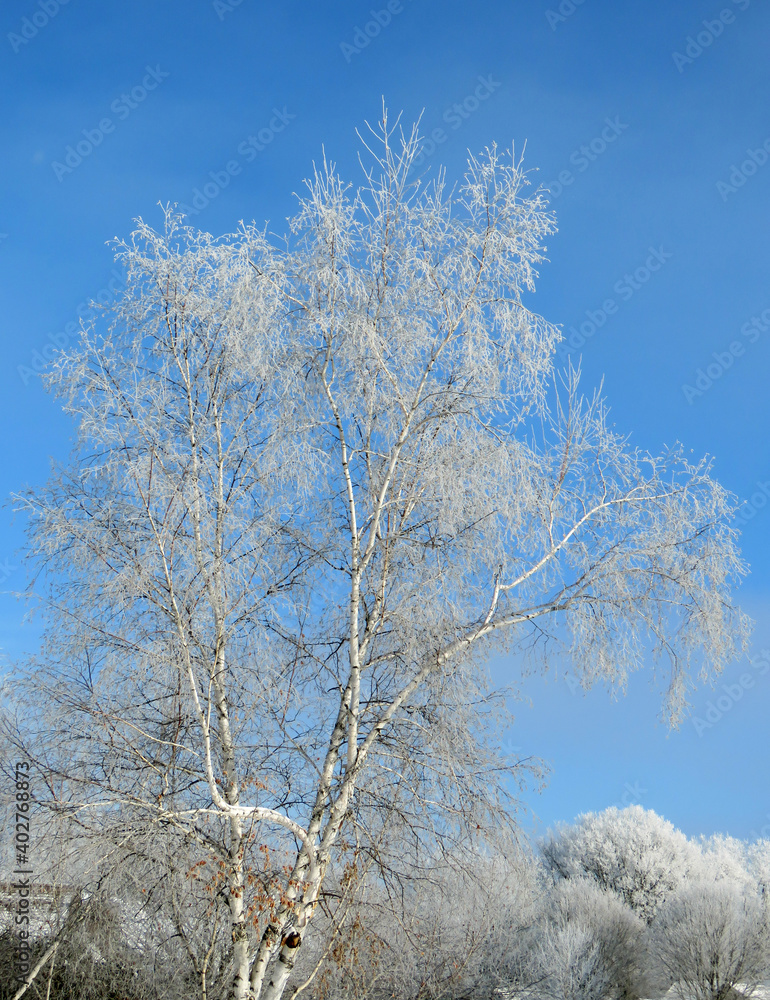 Frosty Birch Top
