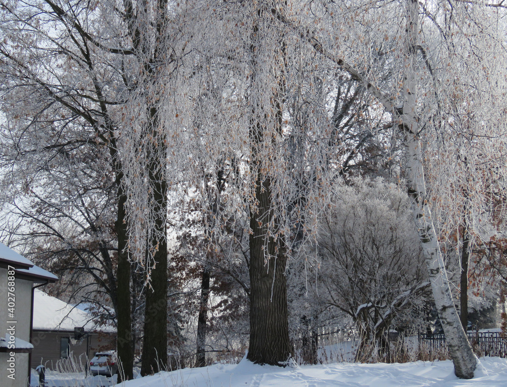 Fototapeta premium Frosty Willow 