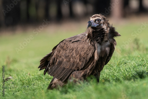 perched black vulture Aegypius monachus