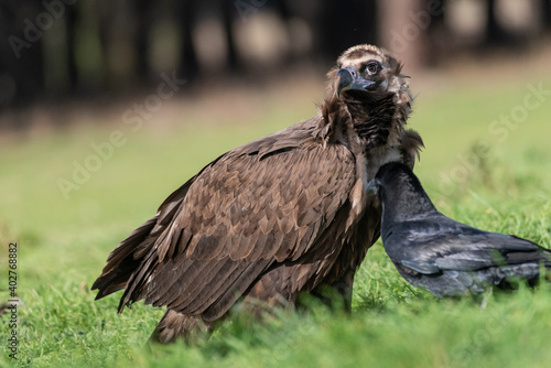 perched black vulture Aegypius monachus