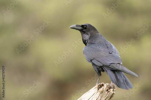 raven perched black bird corvus corax © Alvaro
