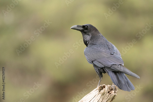 raven perched black bird corvus corax photo