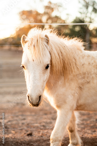 Miniature Pony Foal