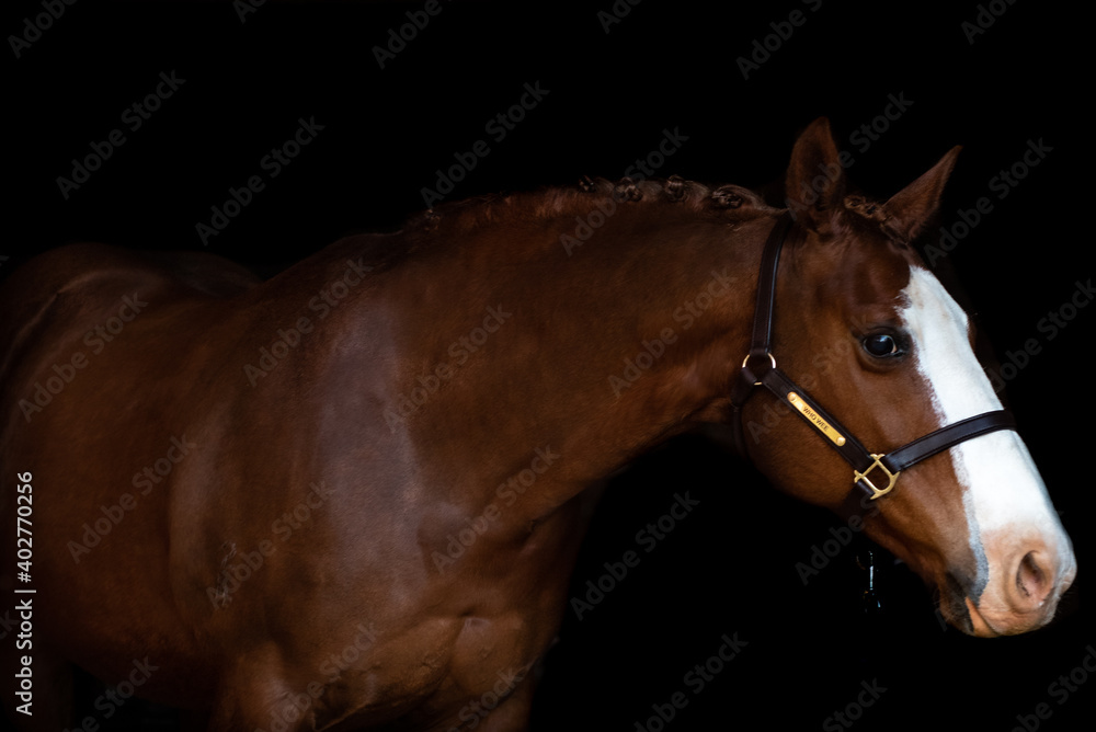 Fototapeta premium Stock Horse Mare 3