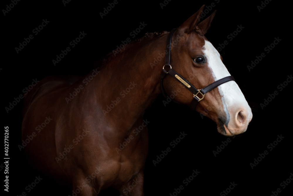 Fototapeta Stock horse mare 2
