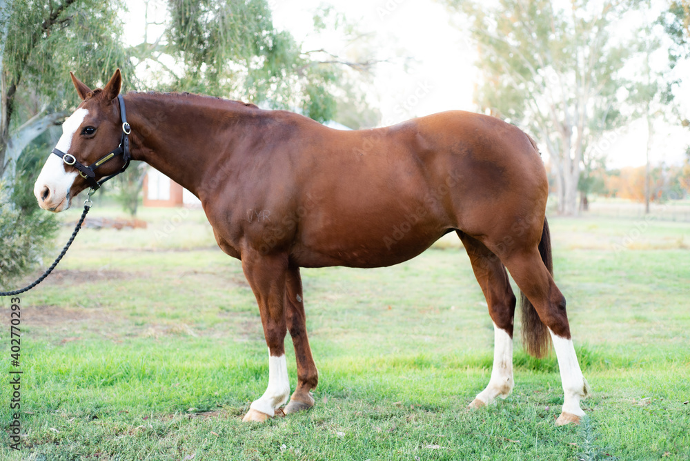 Stock horse mare 1