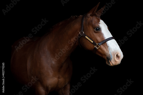 Stock horse mare 2