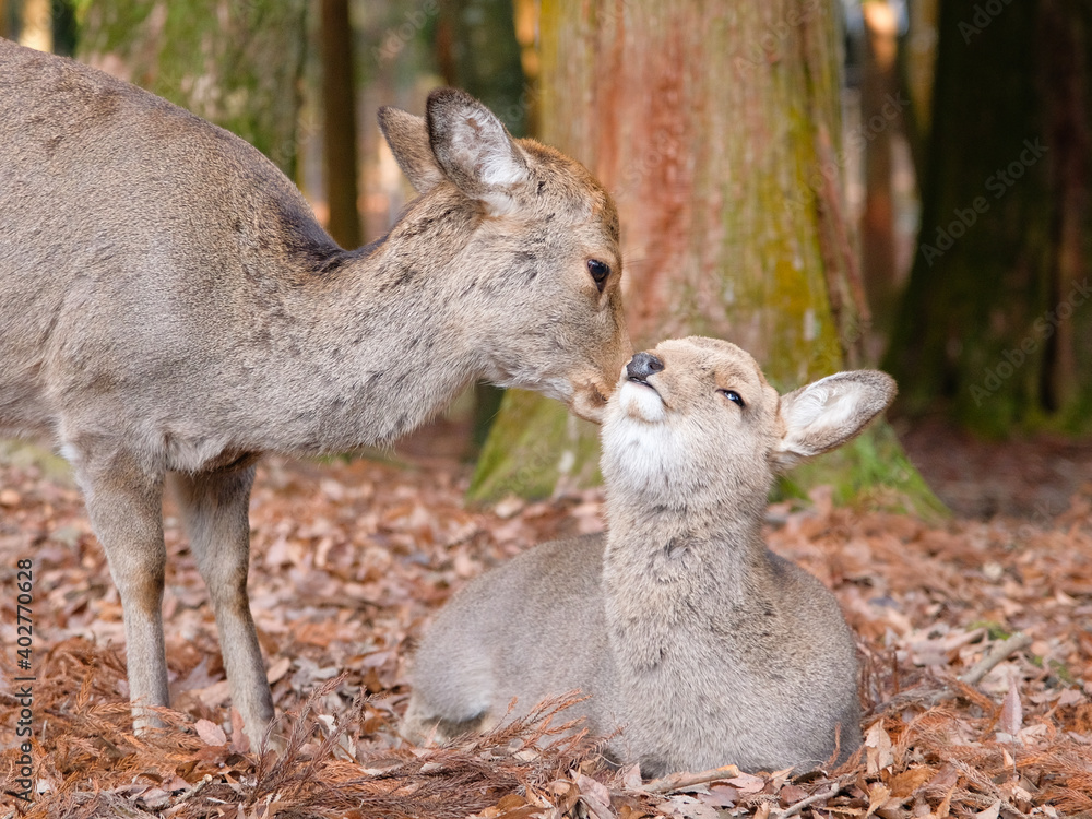 Fototapeta premium 奈良の鹿