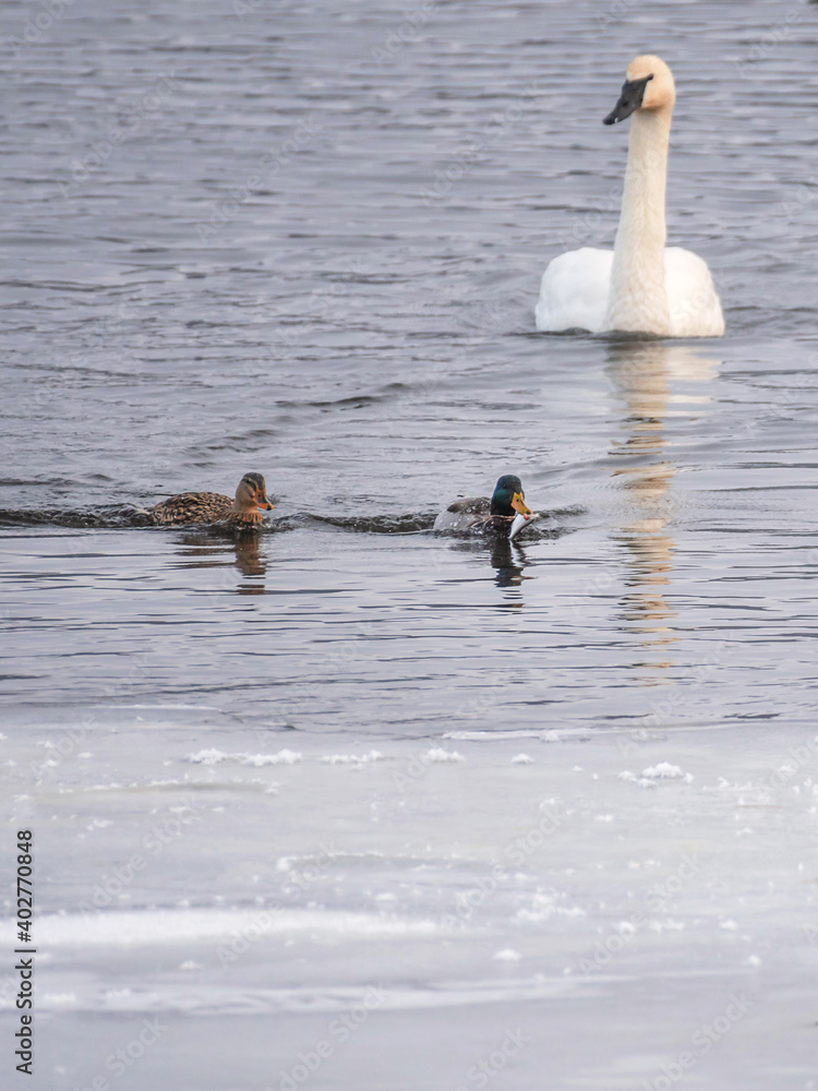 Fototapeta premium Swans and ducks are playing in open water of a lake 