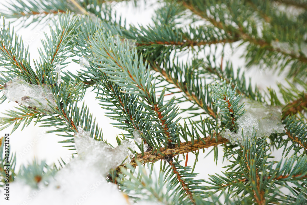 Snow covered fir branches in winter