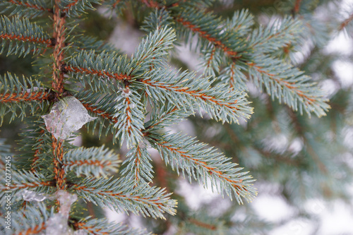 Snow covered fir branches in winter