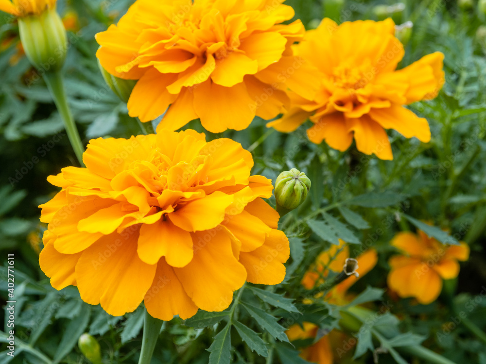 close up beautiful yellow flowers in the garden close up beautiful yellow flowers in the garden