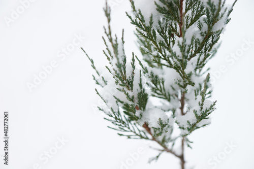 Snow covered branches of a coniferous tree in winter