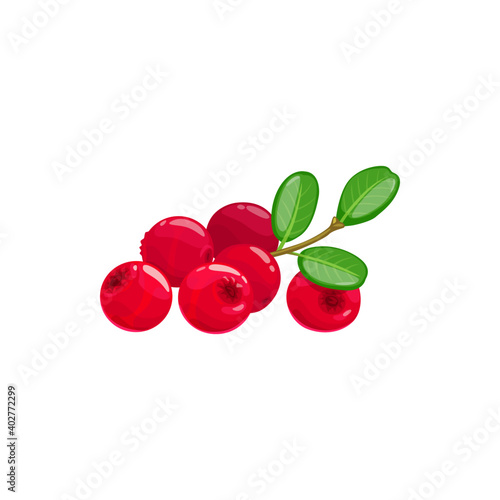 Lingonberry berries fruits, food from farm garden and wild forest, vector flat isolated icon. Lingonberries, partridgeberry, mountain cranberry or cowberry bunch ripe harvest for jam or juice desserts photo