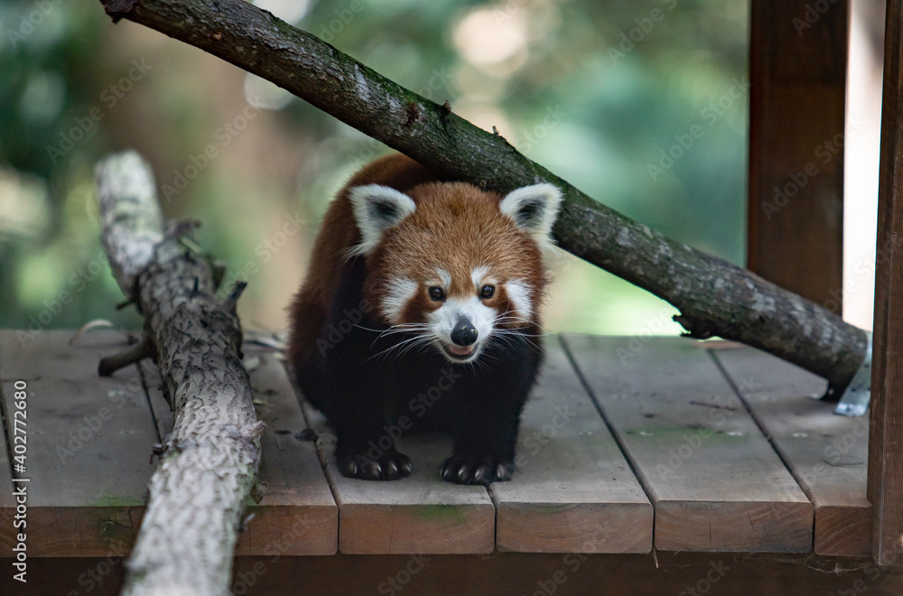 Obraz premium Red Panda