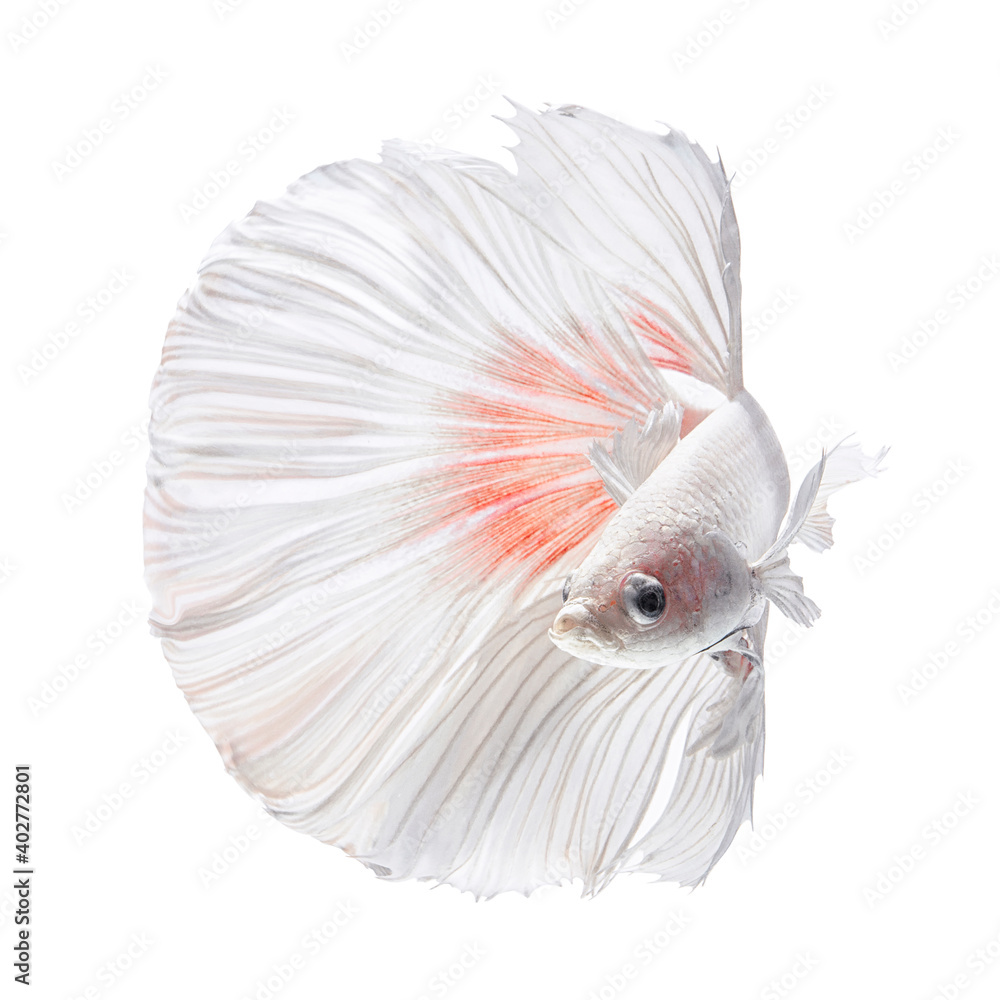 Fototapeta premium White Betta