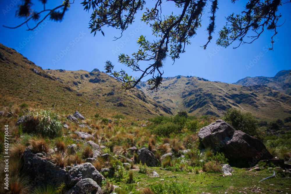 Fototapeta premium tree with mountain in the background