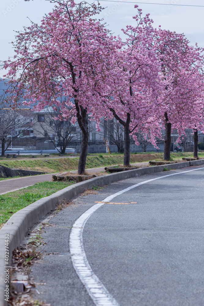 Naklejka premium 早咲きの河津桜を見にこう!