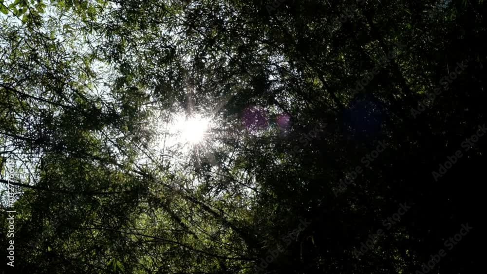 The sun shines through the green leaves.
The sun shines through the green leaves.