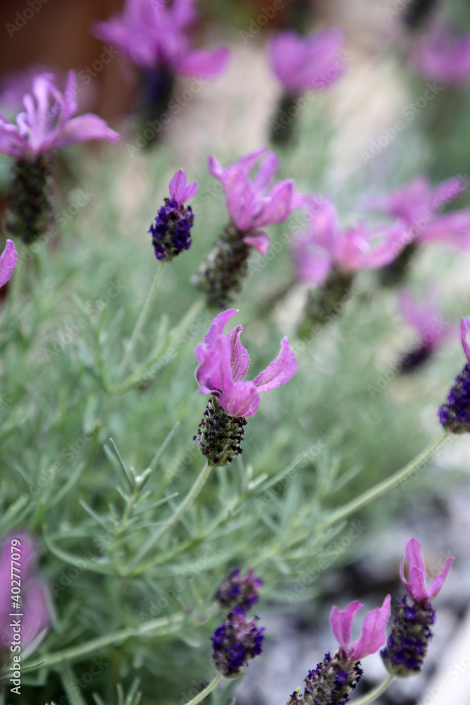 Obraz premium Lovely display of purple lavender surrounded by lush green leaves