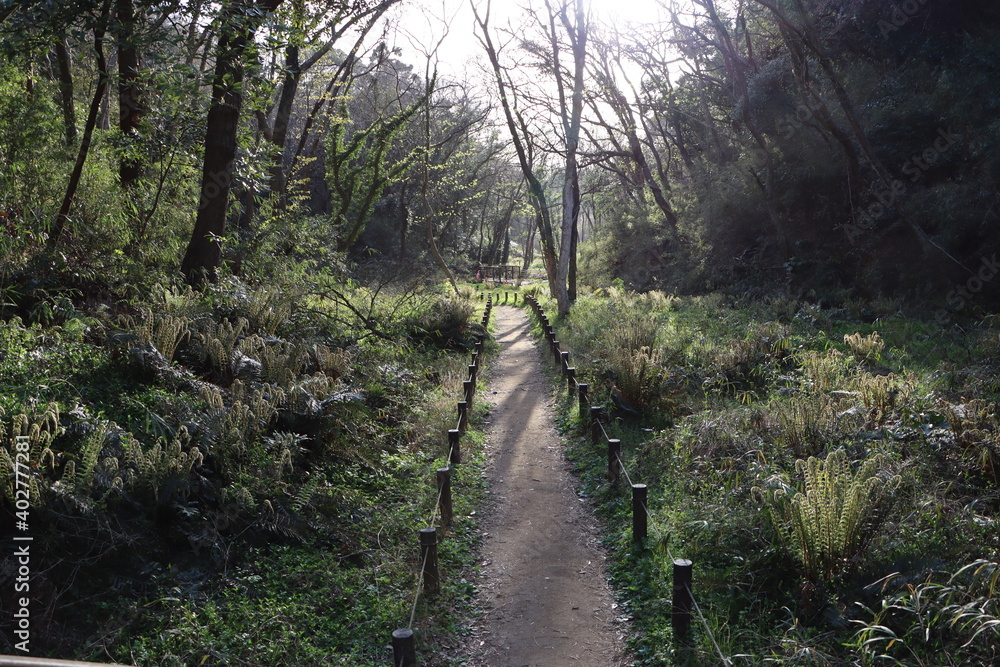 Obraz premium 小網代の森の散策路