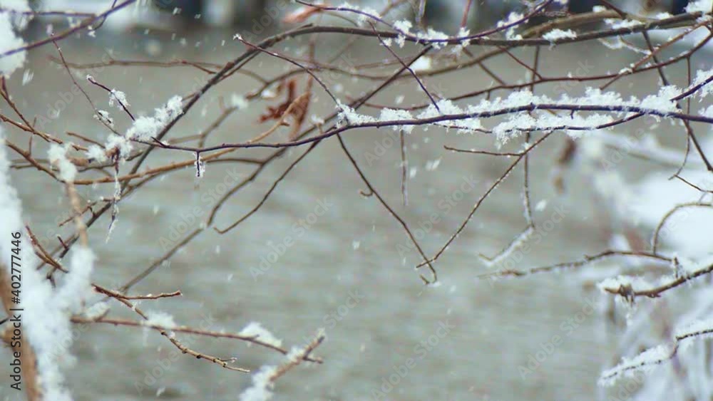 Branches without leaves covered with snow sway over an ice-free forest stream during a light snowfall in early winter.Slow motion Branches without leaves covered with snow sway over an ice-free forest stream during a light snowfall in early winter.Slow motion