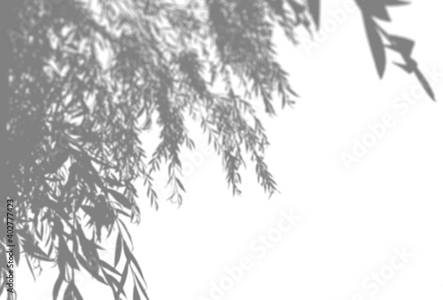 Natural light casts shadows from an willow branch a white isolated background. Shadow overlay effect.