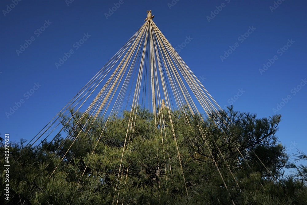 Pine tree supported by Rope to protect from snow, called Yuki-tsuri, at ...