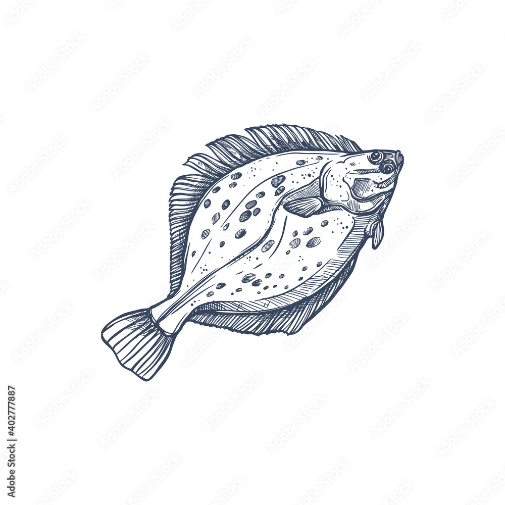 Flounder flatfish species isolated monochrome sketch. Vector demersal