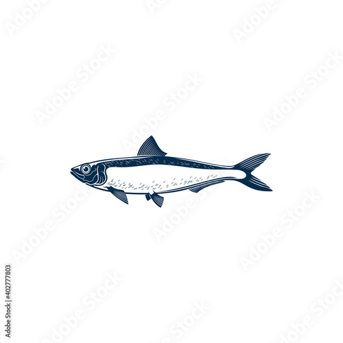 Sardine isolated fish hand drawn sketch. Vector bluefin marine animal, cold blooded sardine saltwater aquatic habitat. Pilchard oily forage small epipelagic fish in herring Clupeidae. Sardina icon