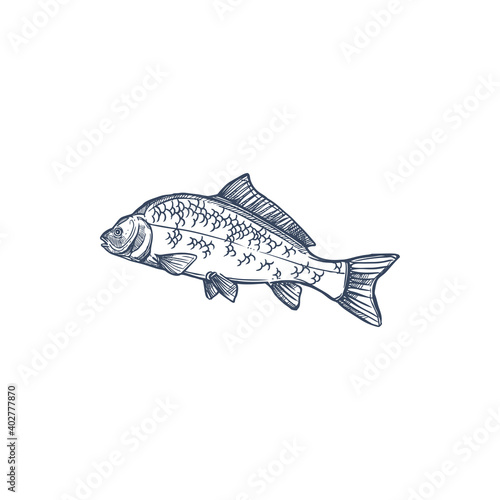 Carp freshwater fish of family Cyprinidae isolated monochrome icon. Vector common silver bighead carp, grass crucian hand drawn aquatic animal. Fish inhabit lakes, ponds, and slow-moving rivers