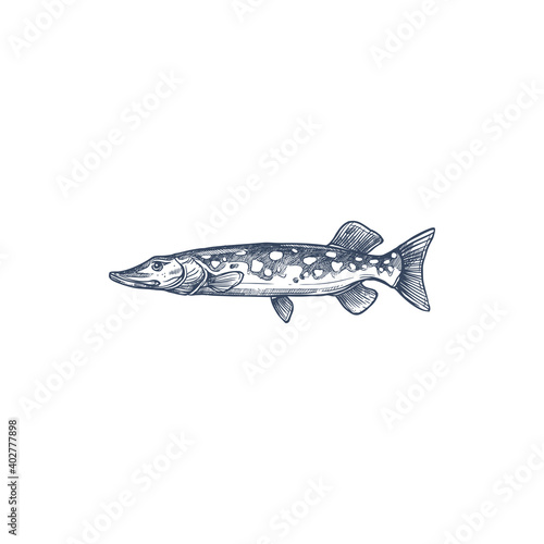 Pike freshwater fish isolated monochrome sketch. Vector blue walleye, Sander vitreus. Esox or pickerel, elongated torpedo-like predatory fish. Mackerel pike or Pacific saury, Ctenoluciidae characins photo