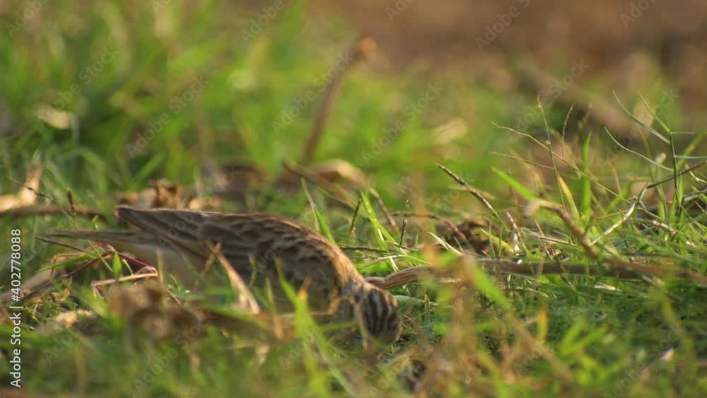 Eurasian skylark Eurasian skylark