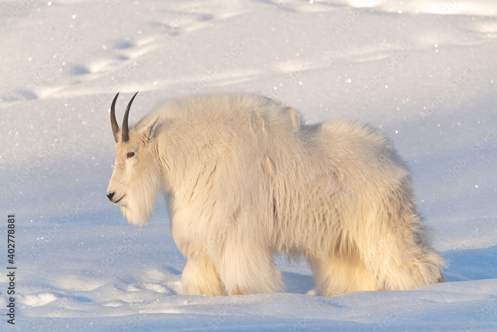 A fluffy mountain goat seen in natural daylight lighting with horns, pure  white coat, fur. Snowy, snow covered background and landscape in northern  Canada. Photos | Adobe Stock