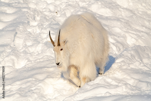 A fluffy mountain goat seen in natural daylight lighting with horns, pure white coat, fur. Snowy, snow covered background  and landscape in northern Canada.