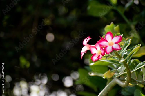 A pair of beautiful white and pink desert rose or adenium obesum flowers. The two flowers are against a dark  blurred nature background with copy space with room for text.