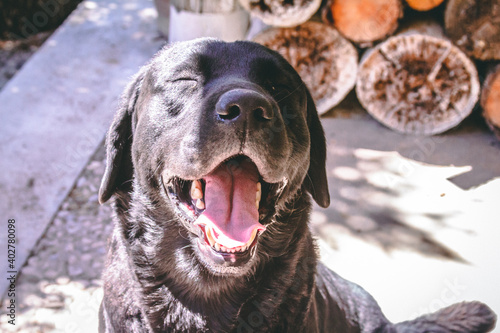 Wallpaper Mural The protector of the Forest Torontodigital.ca